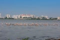 Flamingoes on the beach water Royalty Free Stock Photo