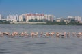 Flamingoes on the beach water Royalty Free Stock Photo