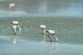 Flamingoes eating in