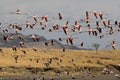 Flamingoes flying at the Natron Lake in Tanzania Royalty Free Stock Photo