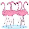 Flamingoes in group cute vector illustration.
