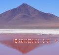 Flamingoes On Laguna Colorada