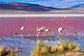 Flamingoes in Laguna Colorada , Bolivia