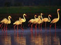 Flamingoes marching