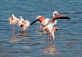 Flamingoes mating