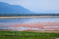 Flamingoes and other birds at the north end of Lake Manyara