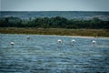 Flamingoes in a pond walking