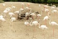 Flamingoes in Ras Al Khor Wildlife Sanctuary, Ramsar Site, Flamingo hide2, Dubai, United Arab Emirates Royalty Free Stock Photo