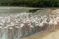 Flamingoes in Ras Al Khor Wildlife Sanctuary, Ramsar Site, Flamingo hide2, Dubai, United Arab Emirates Royalty Free Stock Photo