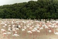 Flamingoes in Ras Al Khor Wildlife Sanctuary, Ramsar Site, Flamingo hide2, Dubai, United Arab Emirates Royalty Free Stock Photo