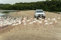 Flamingoes in Ras Al Khor Wildlife Sanctuary, Ramsar Site, Flamingo hide2, Dubai, United Arab Emirates Royalty Free Stock Photo