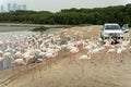 Flamingoes in Ras Al Khor Wildlife Sanctuary, Ramsar Site, Flamingo hide2, Dubai, United Arab Emirates