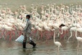 Flamingoes in Ras Al Khor Wildlife Sanctuary, Ramsar Site, Flamingo hide2, Dubai, United Arab Emirates Royalty Free Stock Photo