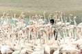 Flamingoes in Ras Al Khor Wildlife Sanctuary, Ramsar Site, Flamingo hide2, Dubai, United Arab Emirates Royalty Free Stock Photo