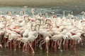 Flamingoes in Ras Al Khor Wildlife Sanctuary, Ramsar Site, Flamingo hide2, Dubai, United Arab Emirates Royalty Free Stock Photo