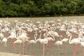 Flamingoes in Ras Al Khor Wildlife Sanctuary, Ramsar Site, Flamingo hide2, Dubai, United Arab Emirates Royalty Free Stock Photo