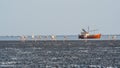 Flamingoes with Red boat in background Royalty Free Stock Photo