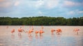 Flamingoes at Rio Lagartos Biosphere Reserve