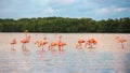 Flamingoes at Rio Lagartos Biosphere Reserve, Yucatan, Mexico