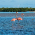 Flamingoes at Rio Lagartos Biosphere Reserve, Yucatan, Mexico