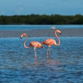 Flamingoes at Rio Lagartos Biosphere Reserve, Yucatan, Mexico