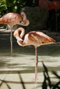 Flamingoes in Yucatan Peninsula, Mexico