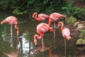 Flamingoes in Zoo of Sao Paulo, Brazil