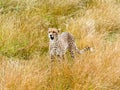 A cheetah watches from long grass Royalty Free Stock Photo