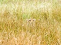 A cheetah watches from long grass Royalty Free Stock Photo
