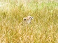 A cheetah watches from long grass Royalty Free Stock Photo
