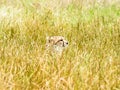 A cheetah watches from long grass Royalty Free Stock Photo