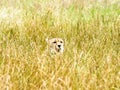 A cheetah watches from long grass Royalty Free Stock Photo