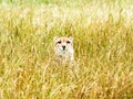 A cheetah watches from long grass Royalty Free Stock Photo