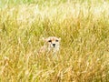 A cheetah watches from long grass Royalty Free Stock Photo