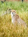 A cheetah watches from long grass Royalty Free Stock Photo