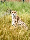 A cheetah watches from long grass Royalty Free Stock Photo