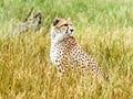 A cheetah watches from long grass Royalty Free Stock Photo