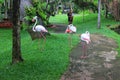 Flamingon in Bali Bird Park, Bali From Indonesia