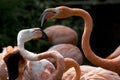 Flamingos Royalty Free Stock Photo