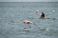 Flamingos Royalty Free Stock Photo