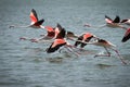 Flamingos Royalty Free Stock Photo