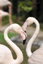 Flamingos Royalty Free Stock Photo