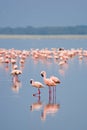 Flamingos Royalty Free Stock Photo