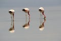 Flamingos