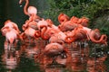 Flamingos Royalty Free Stock Photo