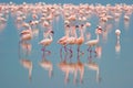 Flamingos Royalty Free Stock Photo