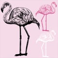 Flamingos