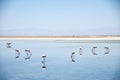 Flamingos in Atacama Desert, Bolivia. Royalty Free Stock Photo