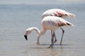 Flamingos at Atacama desert