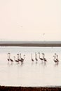 Flamingos on the Banks of River Krishna